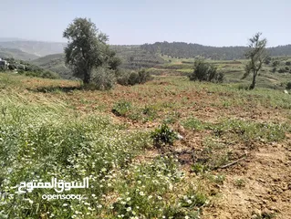  11 أرض مميزة جداً لعمل شاليه استثماري أو مزرعة خاصة أو مزرعة تجارية يوجد بها قناة ماء من المالك مباشرة