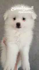  1 جراء بوميريان اصغر حجم تيكب