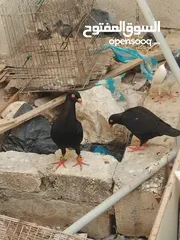  2 جوز سلفر مع فراخهم