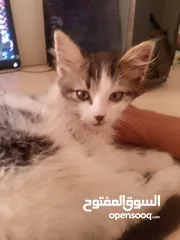  2 قطة صغيرة للبيع