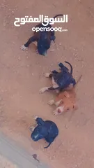  4 جراو بيتبول للبيع رقم الهاتف