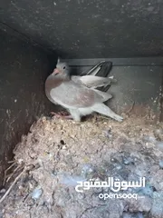  1 زغاليل حمام حجم كبير