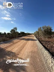  6 نمر_أراضي_زيتون  مثمرة ومعمّرة في أرقى مواقع دير غزالة  جنين