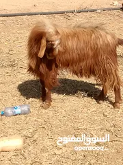  2 تيس لحم او مقنوي للبيع