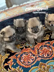  4 Pomeranian Puppy