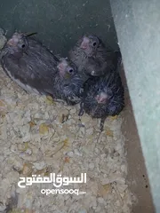  4 فراخ كوكتيل