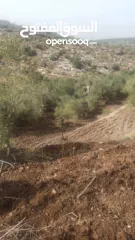  1 القبة الذهبية  اراضي بلعا دير الغصون