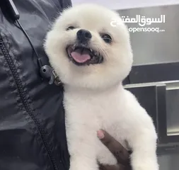  1 Top Korea Imported White Pomeranian Boy