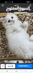  1 قط شيرازي ذكر عمر شهرين  للبيع