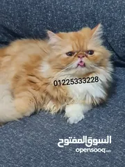  1 بنوته 8شهور بيرشن طالبه زواج