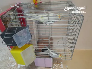  2 جوز ككتيل شغال