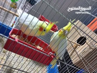  4 جوز ببغاء الكوكتيل نوع الاتينو