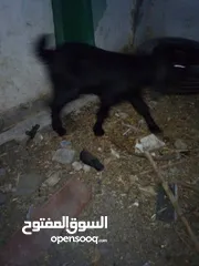  2 سخلة الفطام 55دينار