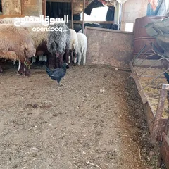  7 فراخ للبيع السلط