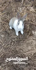  3 Baby rabbits for sale