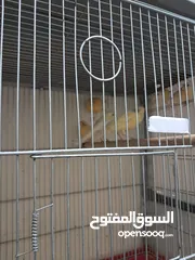  6 8حبات كناري ذكور وانتي اشي جاهز واشي العمر 10شهور حبات طويله ومنهم انثيتين فل أمهات البيع كوم