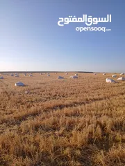  7 تبن قمح للبيع عترابو