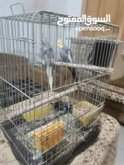  1 جوز كوكتيل شغالات