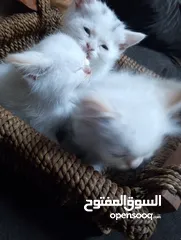  23 قطط للبيع السعار مشكله