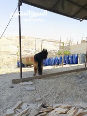  3 جيرمن شيبرد فل كلر مواصفات