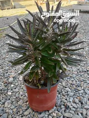  5 CHANDELIER PLANT FOR SALE