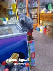  3 كاسكو اليف طينه اقرء لوصف