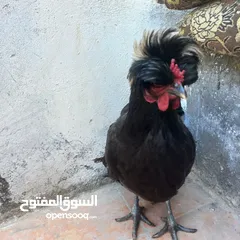  4 جاجه حب نادره زينه