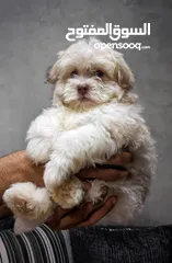  3 جراوي شيتزو - Shitzu puppies