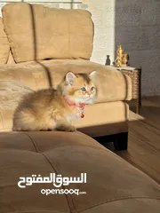  1 جولدن سكوتش ستريت للبيع