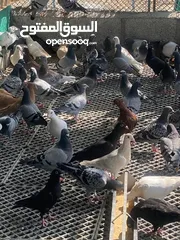  1 حمام زاجل pigeon