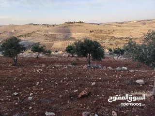  22 مزرعة لقطة مميزة مشجرة جرش دحل مساحة 3دونمات ونصف
