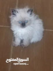  5 قطط للبيع هملايا