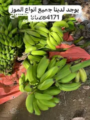  18 شتلات وجذور الموز