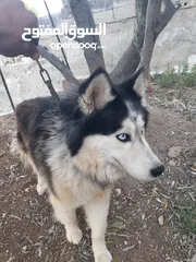 1 انثى هاسكى للبيع