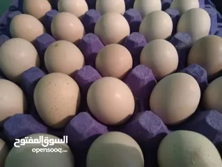  5 بيض تفريخ ملقح