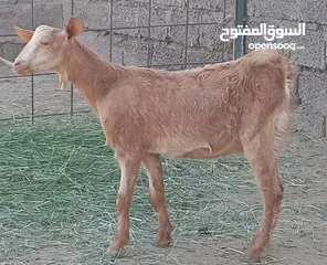  2 للبيع شاه ضفاريه