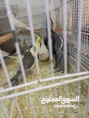 5 كوكتيل مشكل الوان وايت فيس وابيض   وحبشي صحة ما شاء الله تبارك الله  2 ابيض 3 وايت فيس 7 حبشي