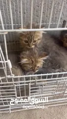  5 قطط صغار للبيع