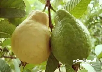  1 ابحس عن سكوتر بكرسى ومعى 