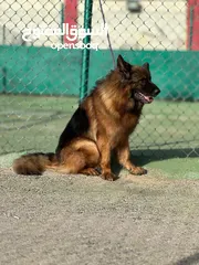  12 German shepherd