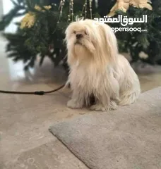  1 ذكر شيتزو وراد اوكارنيا
