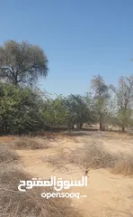  22 مزرعة للبيع بموقع مميز قريب للخدمات والسعر مناسب