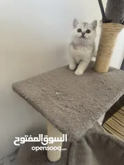  20 سكوتش تريبل فولد وستريت