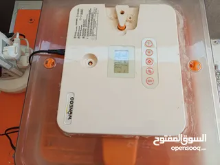  4 فقصات بحال الوكالة للبيع بيتو 2  وفقصتين  EGG 2