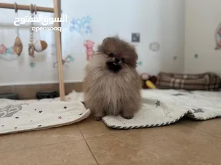  2 Teacup Pomeranian