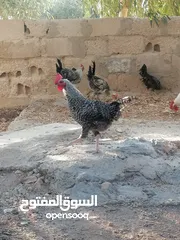  4 ديوك للبيع بلدي