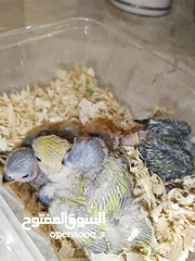  4 Love bird baby's