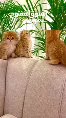  5 للبيع سكوتش فولد وستريت قولد شورت هير