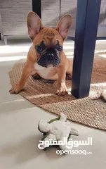  1 Cutest French Bulldog - Male 3 months old