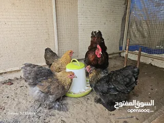  1 ديك كوشن مع 3 دجاج